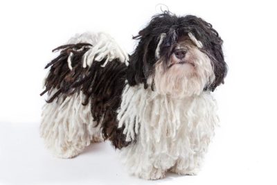 akc havanese