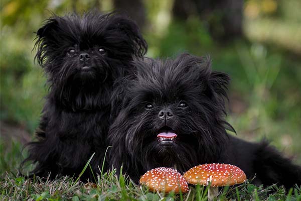 Affenpinschers together in the grass.