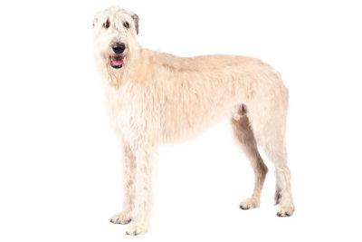 Irish Wolfhound
