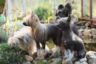 chinese crested akc