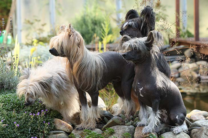 Four Chinese Crested together in a group outdoors in a garden.
