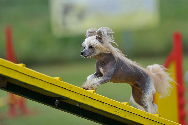 Chinese Crested running up the dog walk in an agility course.