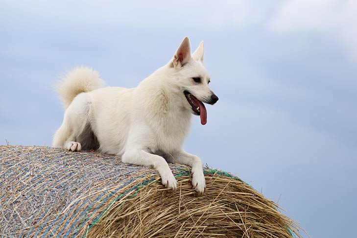 farm dog certification