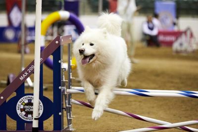 Samoyed leaping over an agility jump at the National Agility Championship.