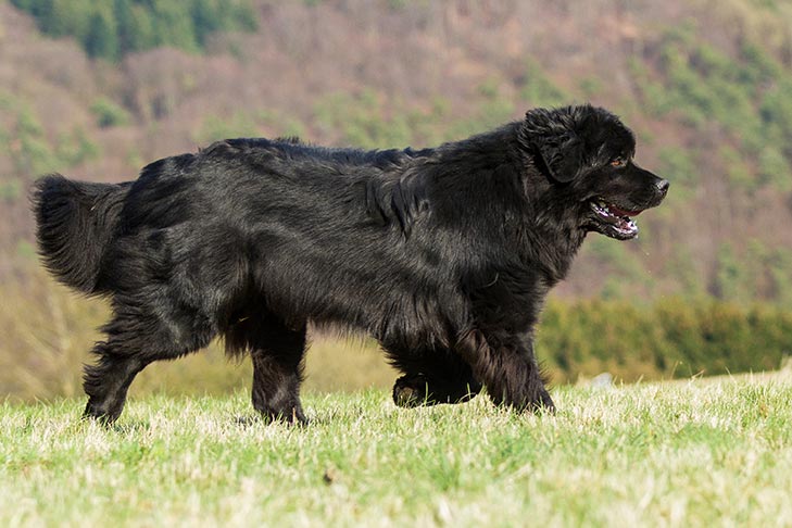 Newfoundland-running-in-a-field-1.jpg