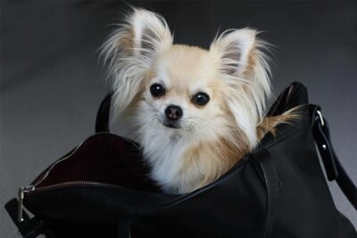 Longhaired Chihuahua sitting in a purse.