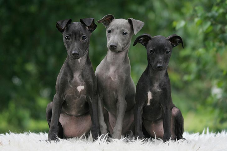 Italian Greyhound Puppies For Sale AKC PuppyFinder Italian Greyhound Puppies For Sale AKC PuppyFinder