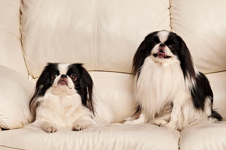 Two Japanese Chins on the couch.