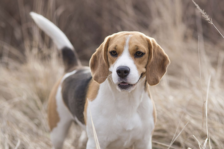 Beagle standing in a field outdoors.