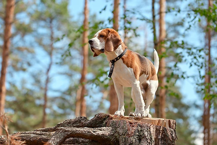 Beagle standing up on a high fallen tree in the forest.