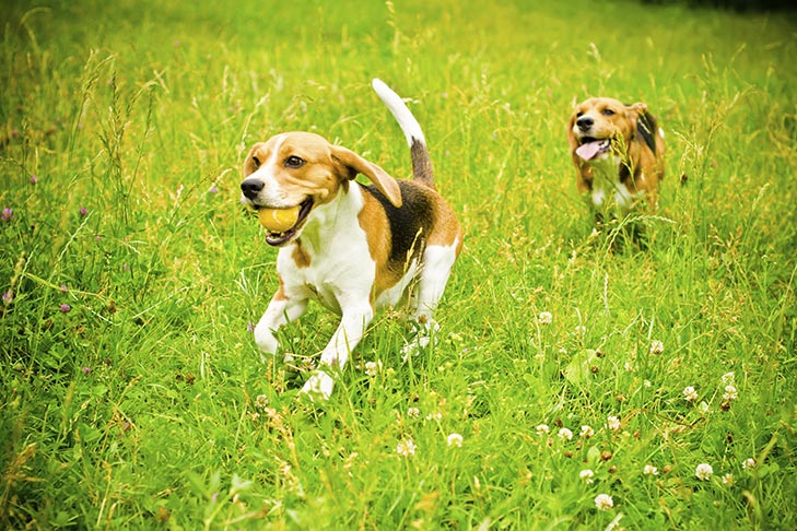 Two Beagles running through a meadow fetching a ball.