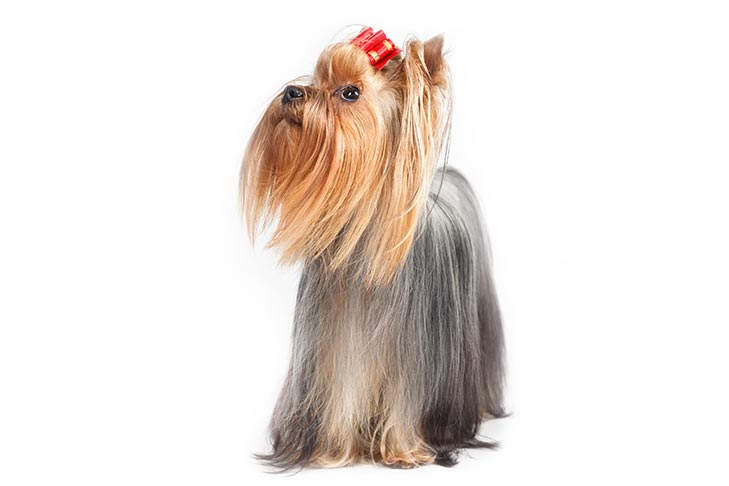 Yorkshire Terrier standing facing forward, head turned left.