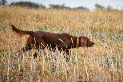 Irish Setter