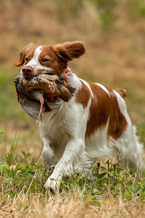 Brittany Dog Breed Information