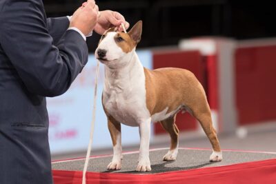 akc mini bull terrier