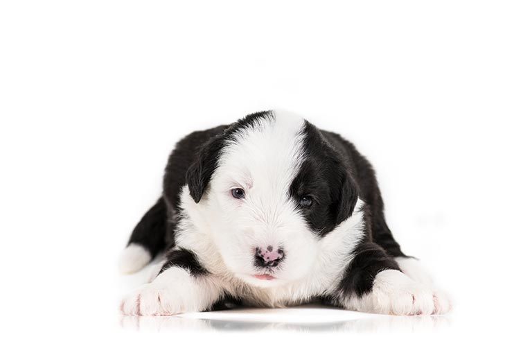 Old English Sheepdog Breed Standard 2025