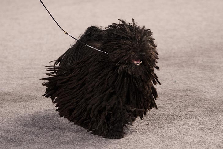 Best in Show, Herding Group First, and Best of Breed: GCHB CH Cordmaker Mister Blue Sky; Puli.