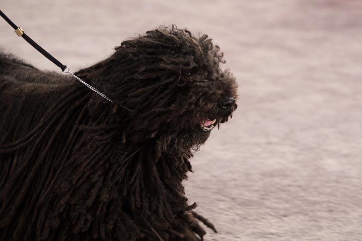 Best in Show, Herding Group First, and Best of Breed: GCHB CH Cordmaker Mister Blue Sky; Puli.