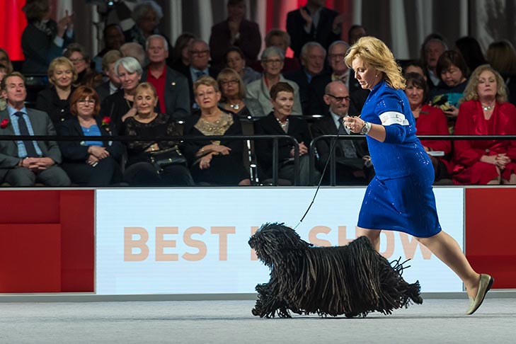 Best in Show, Herding Group First, and Best of Breed: GCHB CH Cordmaker Mister Blue Sky; Puli.