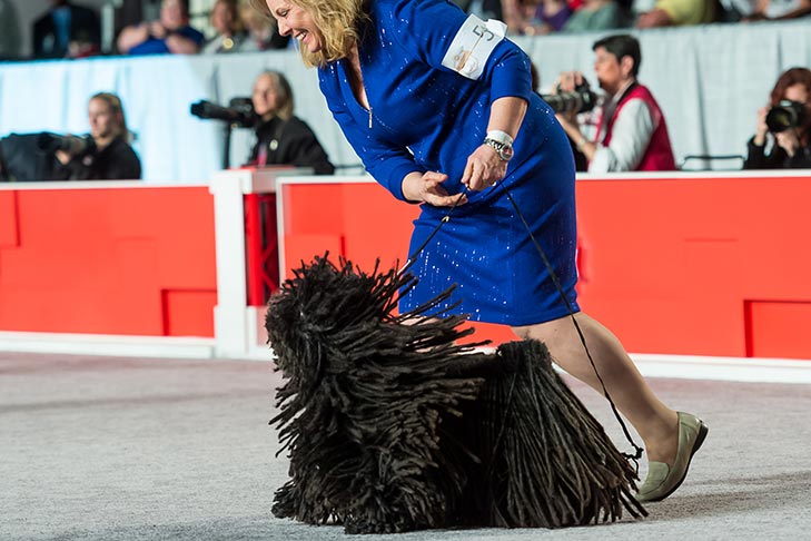 Best in Show, Herding Group First, and Best of Breed: GCHB CH Cordmaker Mister Blue Sky; Puli.