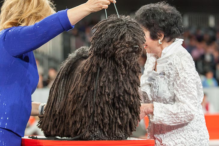 Best in Show, Herding Group First, and Best of Breed: GCHB CH Cordmaker Mister Blue Sky; Puli.