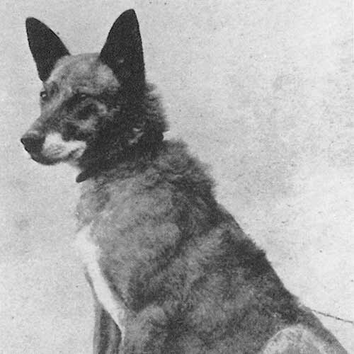 akc dutch shepherd puppies for sale near me