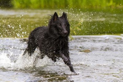 akc belgian sheepdog