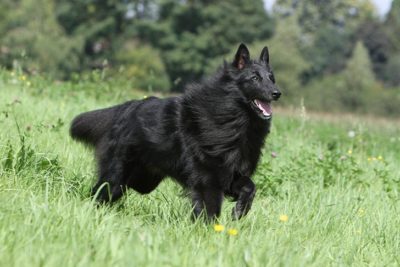 akc belgian sheepdog