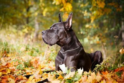 great dane akc group