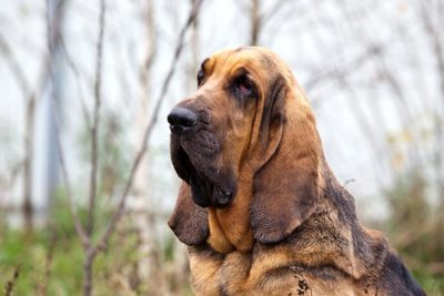 bloodhound cane