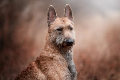 belgian laekenois