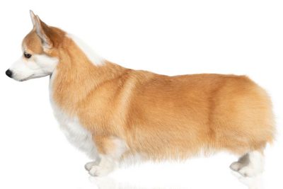 akc corgi