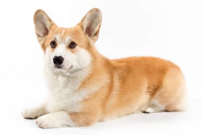 pembroke welsh corgi pictures