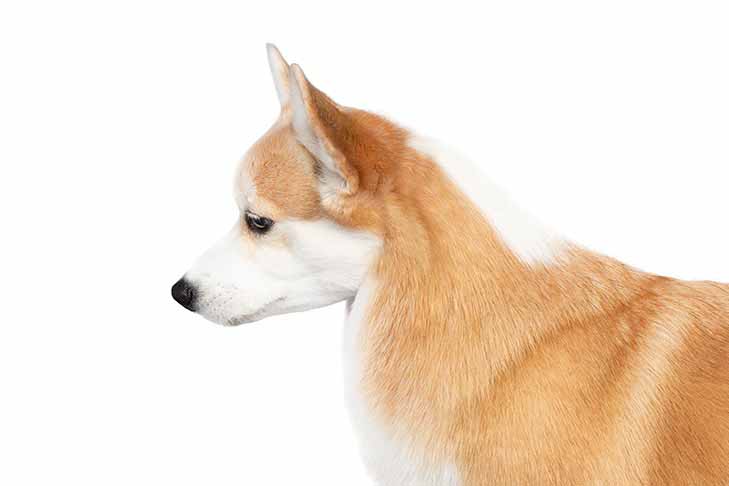 Pembroke Welsh Corgi head and shoulders facing left.