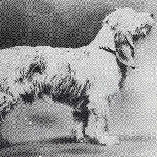 grand basset griffon vendéen