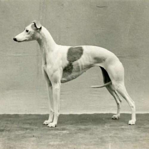 Whippet Dog Breed Information