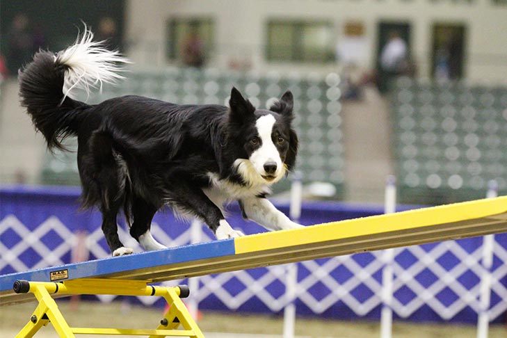 Border Collie Dog Breed Information