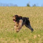 Spinone Italiano running in a field.