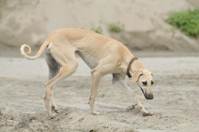 smooth coated saluki