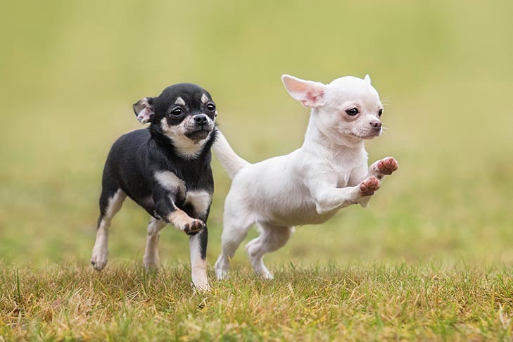 white chihuahua puppy