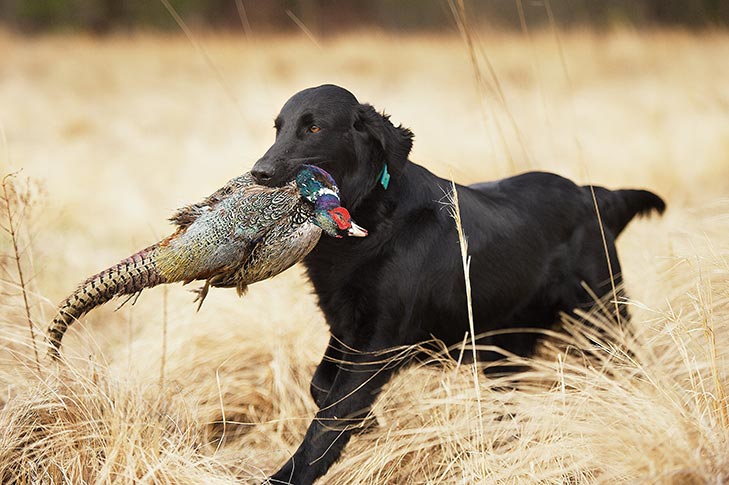 Flat-Coated Retriever carrying a pheasant through a field.