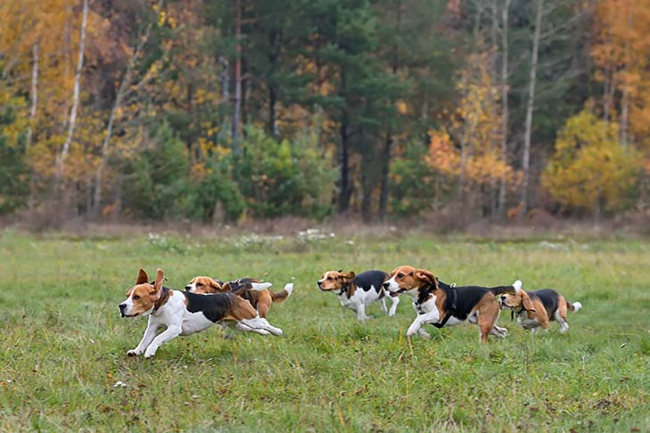 Group of Beagles running through a field on a scent trail.