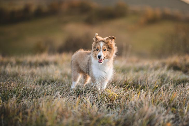 shetland sheepdog puppies