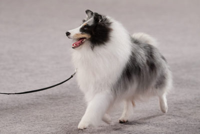 akc marketplace shelties