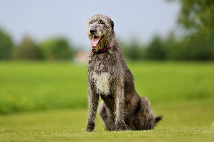 Irish wolfhound coat type Clearance