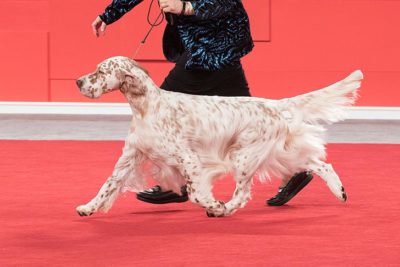 english setter kennel club