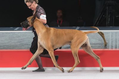 great dane akc group