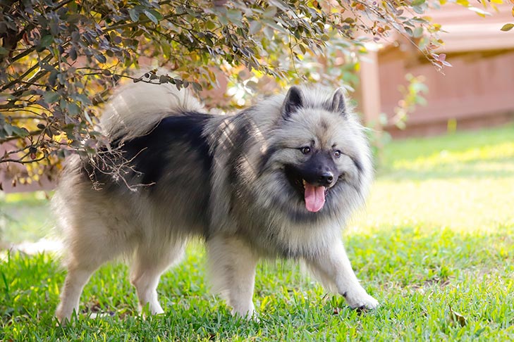 keeshond border collie mix