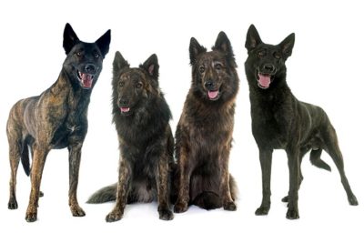 akc dutch shepherd puppies for sale near me