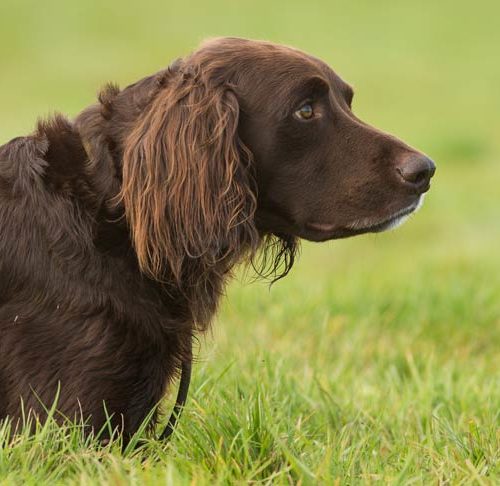 How To Remove A Tick From Your Dog American Kennel Club